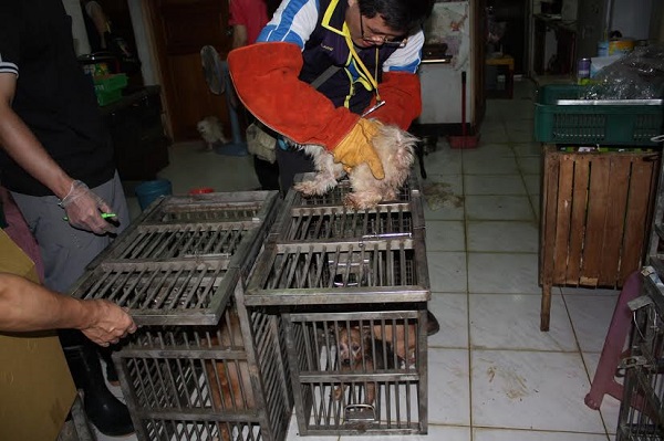 嘉嘉犬舍合法登記的營業場所環境髒亂。　台灣動物社會研究會/提供