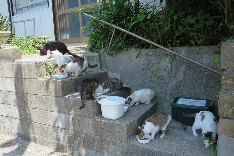 志工餵食藍島的貓咪時,會盡量讓每隻貓都有自己的碗。 取自「藍島の猫の幸せ。福岡発」臉書