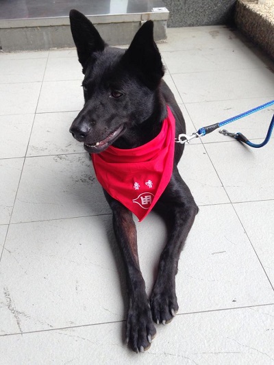 魯嚕是其中一隻要被送養的校犬。 取自明志動生社臉書