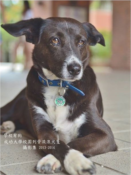 擁有高人氣的黑Girl，四隻腳都穿著白襪，喜歡人群，許博凱戲稱牠出席過的活動、營隊是全成大人之冠，沒有活動時就乖乖睡覺，還會打呼呢！　許博凱/提供