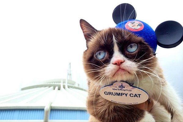 我很不爽,但如果你不看影片,我會更不爽。 取自The Official Grumpy Cat