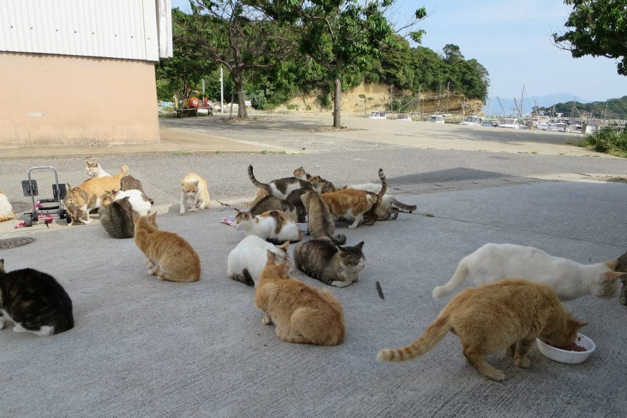 藍島的貓咪大約有300隻,和居民的比例是1:1。 取自「藍島の猫の幸せ。福岡発」臉書