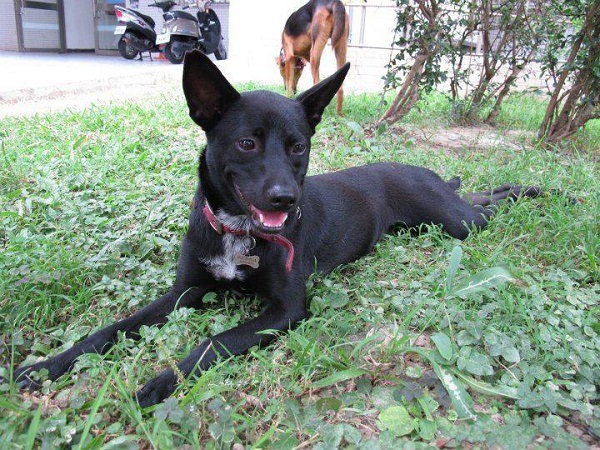 明志科大動物生命關愛社人力不足以照顧所有狗狗,有10隻校犬開放送養。 取自明志動生社臉書