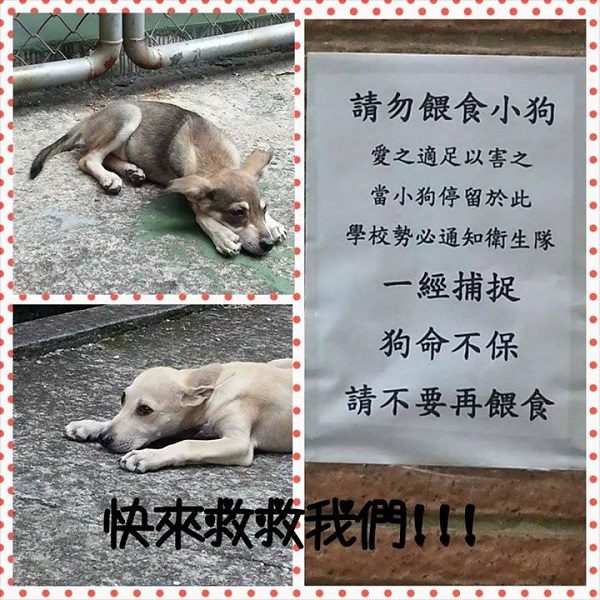 永康國小學生拍下學校公告，上傳臉書向大眾求救。　取自「台灣動物不再流浪協會」臉書