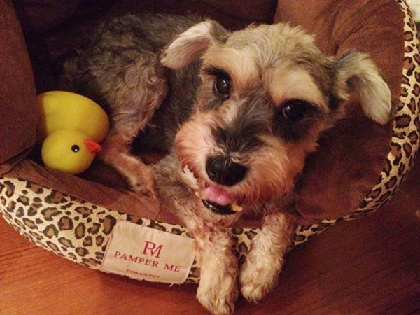 雖然大半「狗生」都待在繁殖場，但從現在起，「親愛的」會一直很幸福！　林愛寶/提供