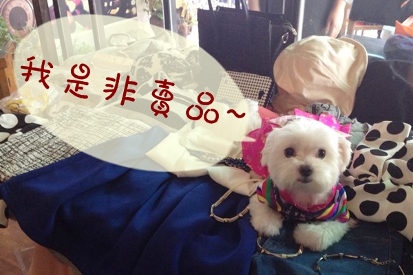 賣家也會帶著自己的狗狗來市集。　浪浪愛心拍賣市集/提供