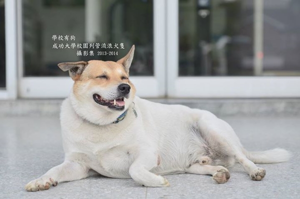 成大K館前的小白很有個性，有時候會不理人，等到學生去摸其他狗狗時，小白才會過去爭寵。　許博凱/提供