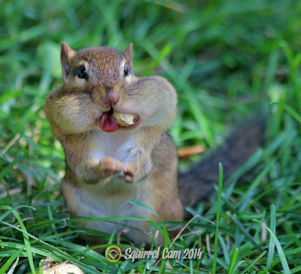 吃東西的時候要把舌頭收好~　取自Squirrel Cam