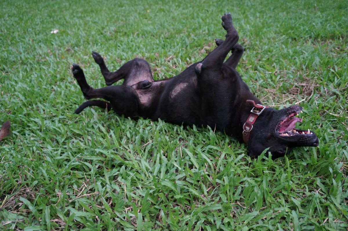 威力很親人,面對比較兇的狗狗卻很膽小。 李宜欣/提供