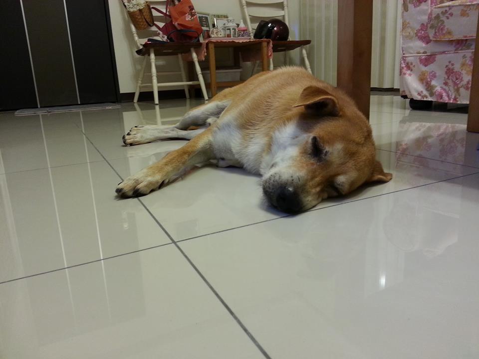 阿佳到了新家後非常適應,睡得很熟。 取自寶貝阿佳粉絲團