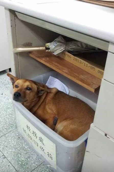 陪伴能仁家商15、16年的小黃，疑似誤食摻有老鼠藥的食物而死亡。　能仁家商/提供