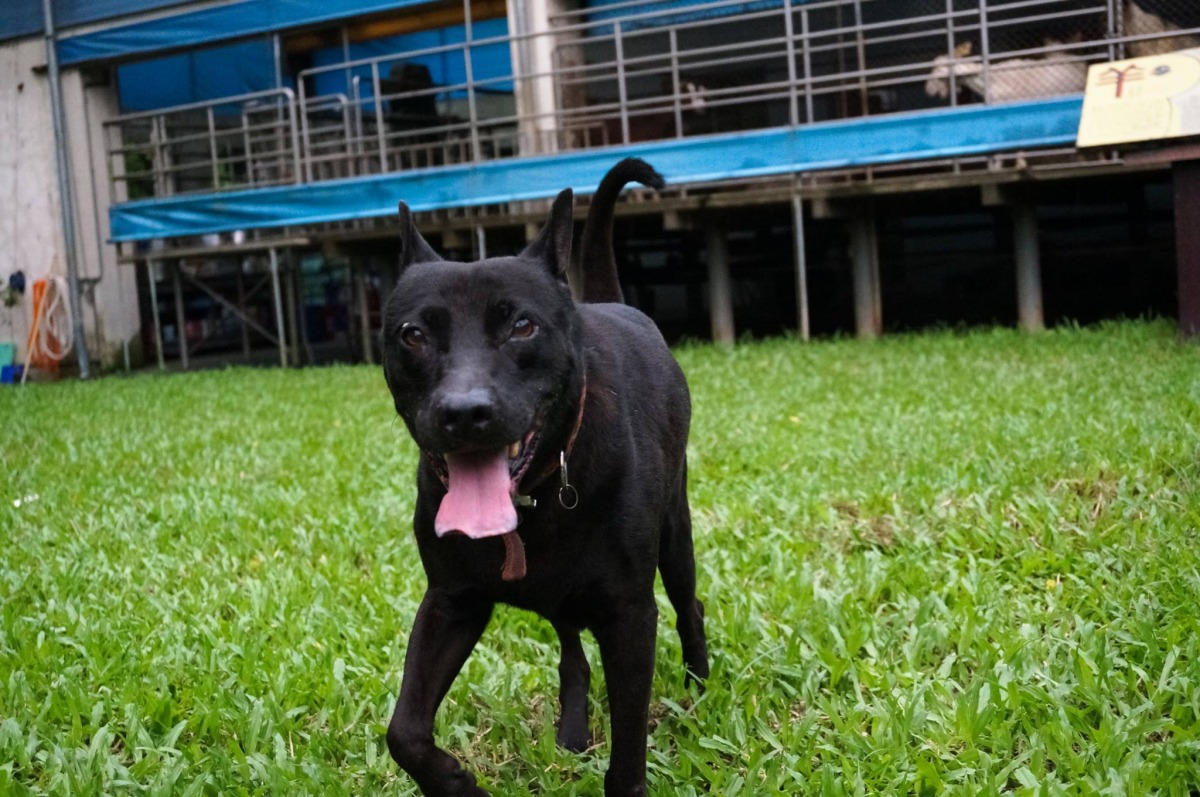 威力在嘉義大學動物科學系待了9年,年紀不小了。 李宜欣/提供