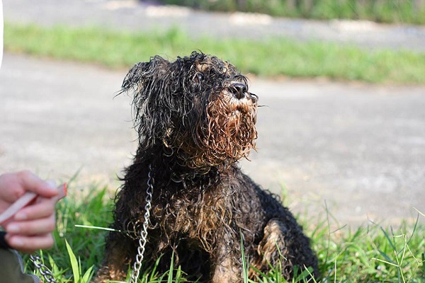 【久違的陽光】在收容所待了好一陣子，難得有人帶出來曬曬太陽，應該曾經也是家中疼愛的漂亮小孩，現在卻只能在收容所裡等著不知道某天的到來，是有新的家庭來迎接，還是生命的終點要到了，當下，就先享受這舒服的陽光吧！　王國威/攝‧窩窩/提供