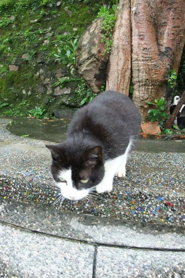 新加坡熊小姐第一次來猴硐時，就遇見了明星貓小乖。　熊小姐/提供