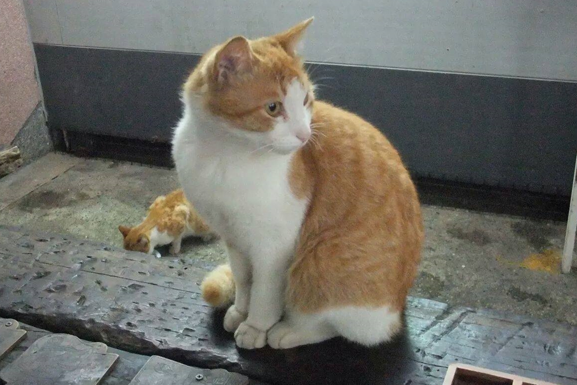 猴硐曾經的明星貓迪迪，熊小姐只看過牠2次，後來疑似因為躲避遊客，跑到鐵軌被撞死。　熊小姐/提供