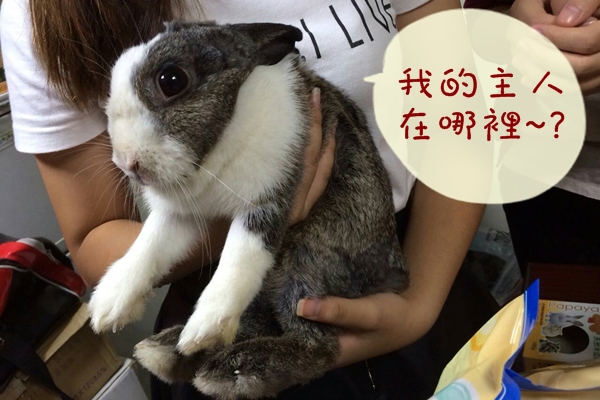 前幾天在輔大校園被拾獲的流浪兔。　關懷流浪動物志工團隊/提供