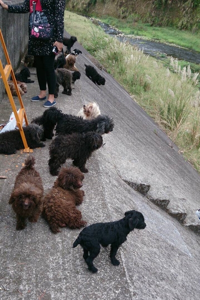 30多隻狗狗被遺棄在桃園龍潭一處河堤邊。　台灣動物社會研究會/提供