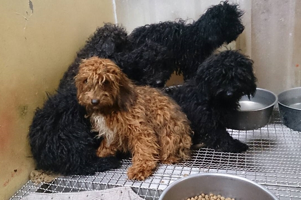 39隻棄犬中，以貴賓為大宗。　台灣動物社會研究會/提供