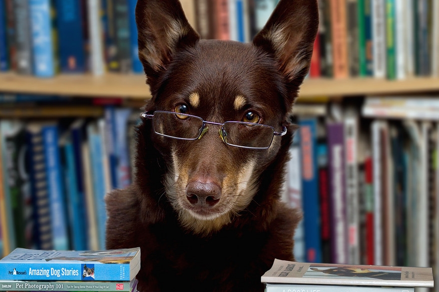 新北市立圖書館新莊裕民分館，開放每月單數周的星期四下午讓狗入館伴讀。　Flickr_ aussiegall