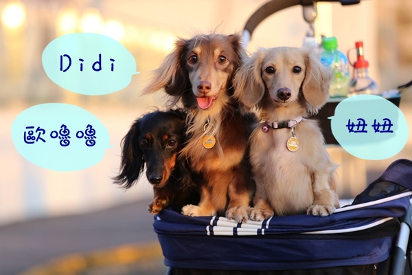 臘腸寶寶家族發起人潘聖文的3隻狗寶貝都是領養來的。　臘腸寶寶家族/提供