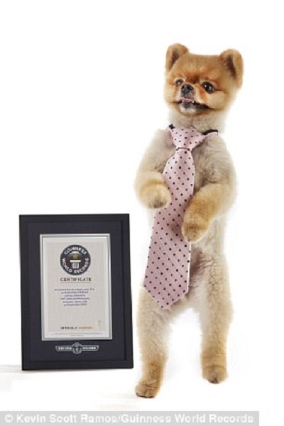 Jiff和牠的金氏世界紀錄證書合影。　取自網路