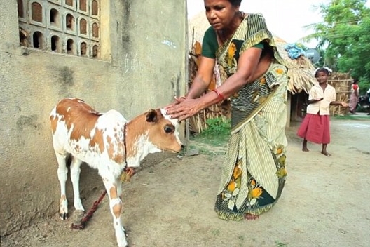 印度當地村民和遊客,爭相膜拜小牛求好運。 取自英國《每日郵報》