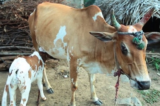 小牛不知道自己聲名遠播,和一般小牛一樣會去找媽媽。 取自英國《每日郵報》