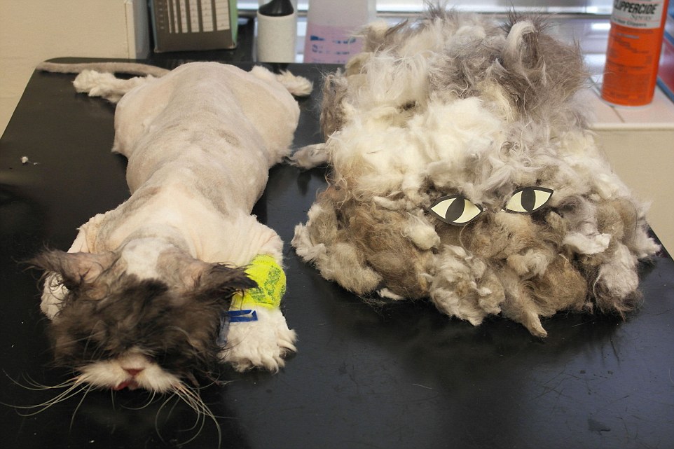 獸醫從麥特身上理下一團巨大毛球,放上眼睛,就像另一隻毛茸茸的猫! 取自英國《每日郵報》