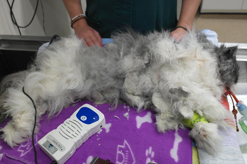 麥特剛到醫院時,毛髮糾結、奄奄一息。 取自英國《每日郵報》