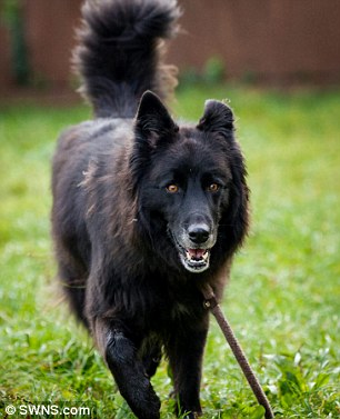 英國格洛斯特的救援中心已經教了巴希拉基本指令。 取自英國《每日郵報》