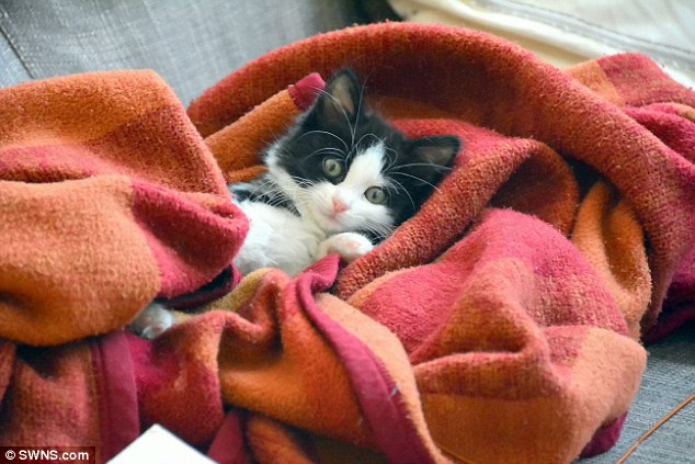 貝比貝爾在新家過著舒適生活。 取自英國《每日郵報》