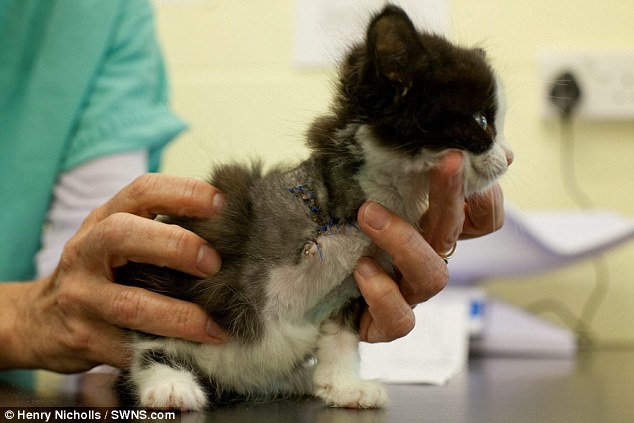 小貓傷勢過重,獸醫決定截肢。 取自英國《每日郵報》