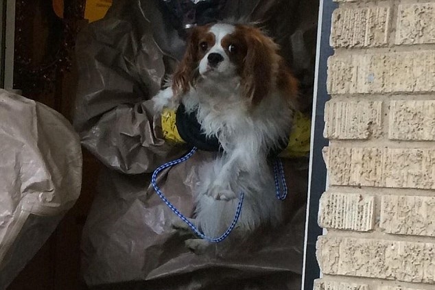 美國染伊護士的愛犬賓利被帶走隔離，最新的病毒檢測呈陰性反應。　取自英國《每日郵報》