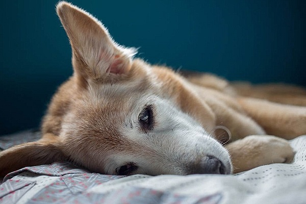 這幾年來，胖胖的健康每況愈下。　取自英國《每日郵報》