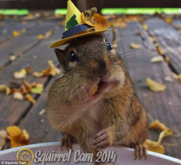 什麼？你說我塞太多了？　取自Squirrel Cam