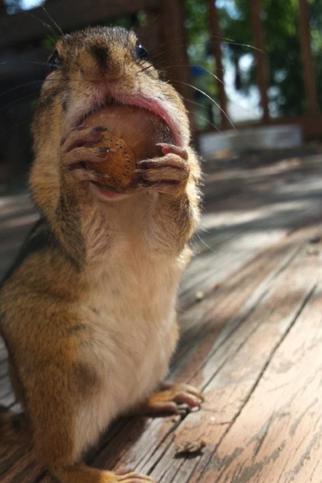 原來牠們是大嘴怪！　取自Squirrel Cam