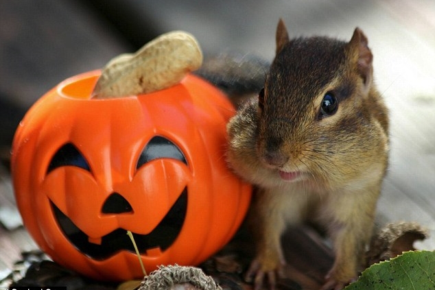 噢，嘴巴滿了。　取自Squirrel Cam