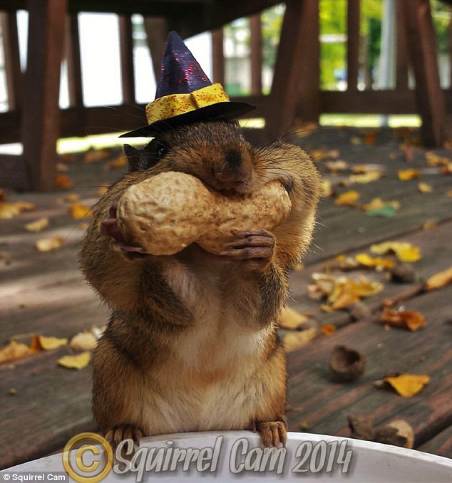 再大的花生都塞得下！　取自Squirrel Cam