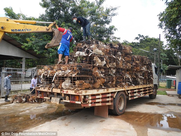 狗販用貨車運狗，一趟可載1500隻。  取自英國《每日郵報》