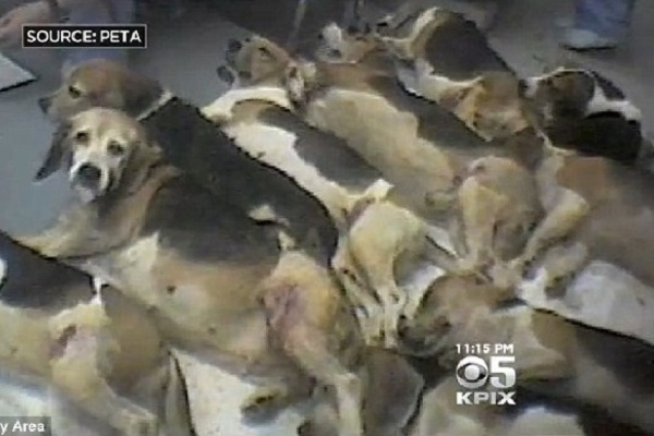 善待動物組織（PETA）曾揭露米格魯在實驗室的畫面。　取自CBS