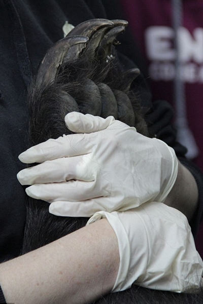 工作人員抱著奧利佛的手，向牠道別。　取自英國《每日郵報》