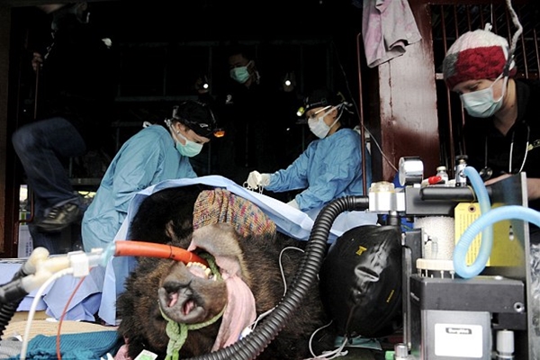 奧利佛獲救時身體狀況很差，獸醫緊急在路邊幫牠動手術。　取自英國《每日郵報》