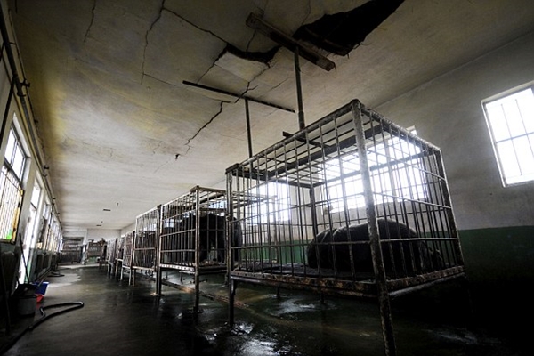 養殖場裡的熊只能待在暗無天日的房舍，可能這輩子都出不了籠子。　取自英國《每日郵報》