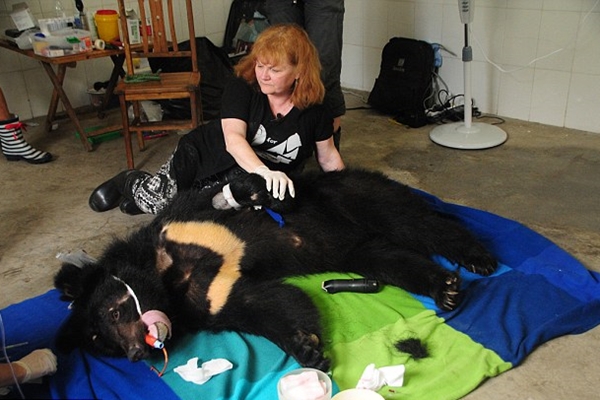 記者 江幸芸/綜合報導  逃離抽取膽汁命運的棕熊奧利佛（Oliver）日前過世了，收容牠的「亞洲動物基金會（AnimalsAsia）」發布消息，11月初，奧利佛的病情惡化，經過團隊討論，決定將牠安樂死。當天，從中國山東養殖場救出奧利佛與負責照顧奧利佛的工作人員都來跟牠道別，最後奧利佛在救命恩人的懷裡離去。