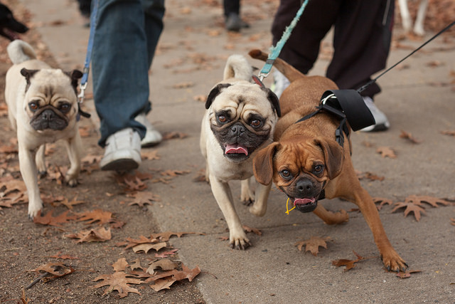 寵物友善協會和台北市獸醫師公會呼籲修改「公寓大廈管理條例」,增訂限制惡劣飼主的條款,還給其他民眾飼養寵物的權利。 Flickr_David Burke