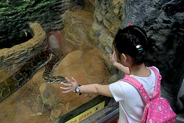 《動物失樂園》透過孩子的視角，引領觀眾看見動物的苦難。　台灣動物平權促進會/提供