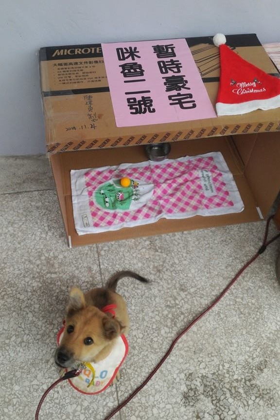 嚕嚕白天住在「暫時豪宅」，未來會有專屬小木屋。　龍田國小/提供