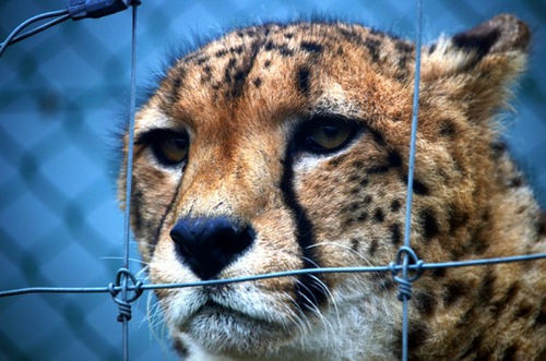 1991到2011年間，阿聯官方公告進口獵豹的數量151隻，非洲獅169隻，再加上非法偷渡，數字恐怕更駭人。　取自環境資訊中心