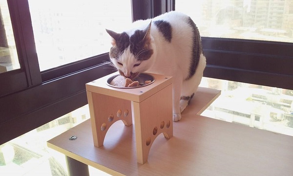 有些飼主會幫毛孩準備依身高打造的寵物餐桌。　取自MOMOCAT臉書