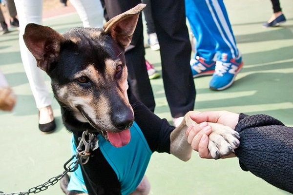 大仁國中校犬「超仁」活潑又親人。 取自大仁國中校犬專區臉書